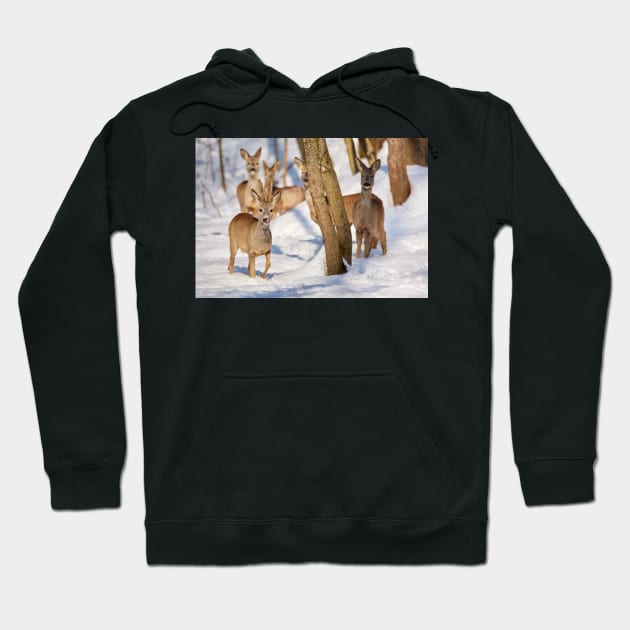 Roe deer in the forest Hoodie by naturalis